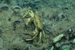Chaceon fenneri, 407 m West Florida Escarpment, Gulf of Mexico.

Photograph courtesy of NOAA-Pelagic Research Services. Identification from photograph by M. Kilgour.