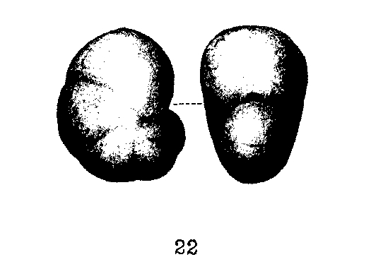 Nonionina inflata Alth, 1850 Nonionina inflata Alth, 1850