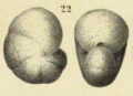 Nonionina inflata Alth, 1850