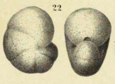 Nonionina inflata Alth, 1850 Nonionina inflata Alth, 1850