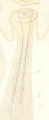 Oligochaeta (oligochaetes)
