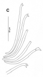 Oligochaeta