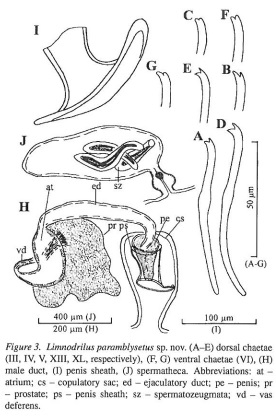 Limnodrilus paramblysetus Limnodrilus paramblysetus