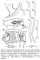 Oligochaeta (oligochaetes)