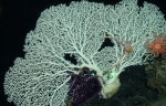 Corallium niobe,  750 m Roatan, Honduras.

Photograph courtesy of NOAA DeepCAST I Expedition. Identification by P. Etnoyer.