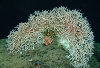 Madrepora oculata, 750 m Roatan, Honduras.

Photograph courtesy of NOAA DeepCAST I Expedition. Identification by P. Etnoyer.