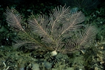 Cnidaria
