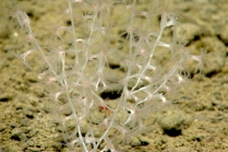 Acanella sp., 1790 m Gulf of Mexico.

Photograph courtesy of NOAA-OER.