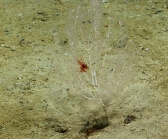 Acanella sp., 1946 m Gulf of Mexico.

Photograph courtesy of NOAA-OER.