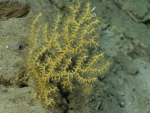 Octocorallia