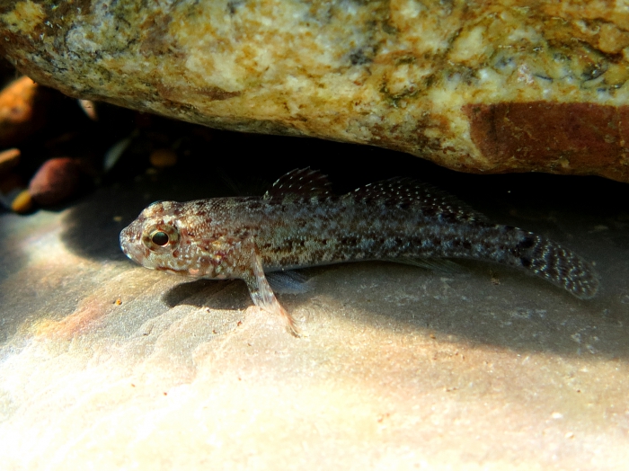 Gobius paganellus (juvenile)