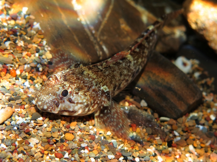 Gobius paganellus