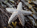 Sea star, author: Julius A. Ellrich