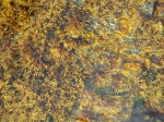 Macroalgae