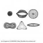 Chromista - Bacillariophyceae (diatoms)