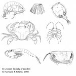 Crustacea (crustaceans)