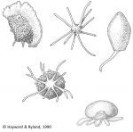 Protozoa