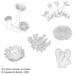 Anthozoa