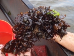 Chondrus crispus - Irish moss - mobile giant moss, author: Novaczek, Irene