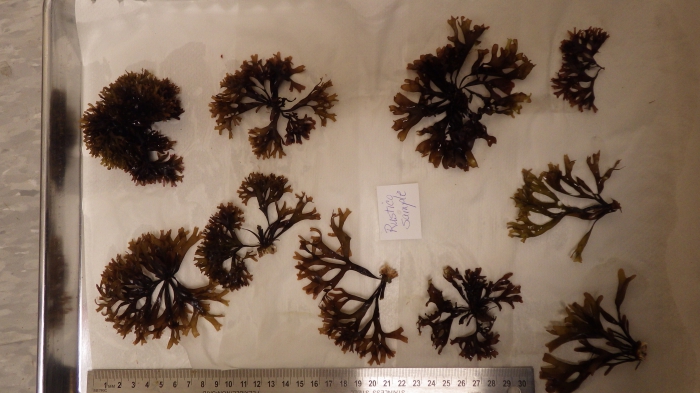 Chondrus crispus - Irish moss Chondrus crispus - Irish moss