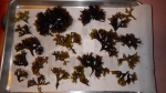 Chondrus crispus - Irish moss