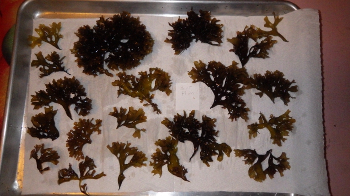 Chondrus crispus - Irish moss Chondrus crispus - Irish moss