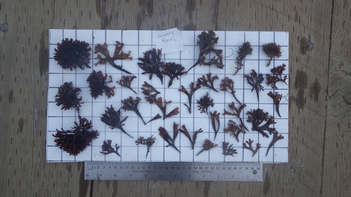 Chondrus crispus - Irish moss Chondrus crispus - Irish moss