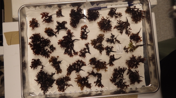 Chondrus crispus - Irish moss Chondrus crispus - Irish moss