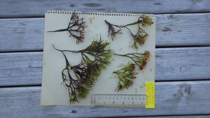 Chondrus crispus - Irish moss Chondrus crispus - Irish moss
