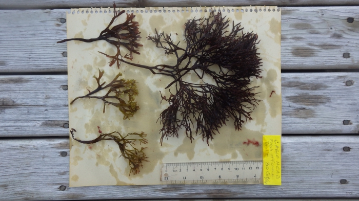 Chondrus crispus - Irish moss Chondrus crispus - Irish moss