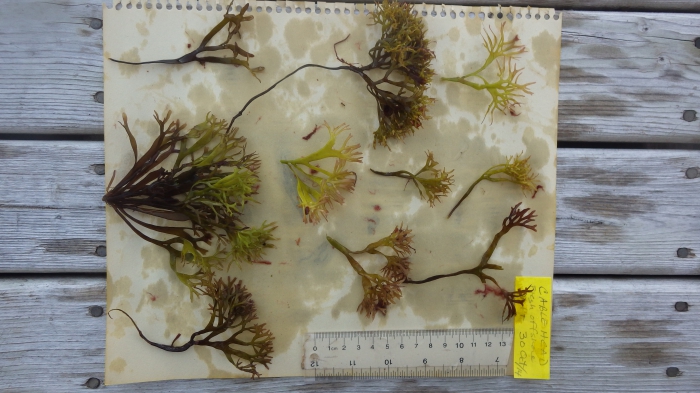 Chondrus crispus - Irish moss Chondrus crispus - Irish moss