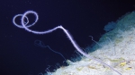 Cnidaria