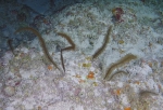 Tanacetipathes tanacetum, 55-96 m Bermuda.

Photograph courtesy of A. Rogers and XL Catlin Deep Ocean Survey. Identifications by D. Wagner. For more information see: Wagner D & Shuler A (2017). The black coral fauna (Cnidaria: Antipatharia) of Bermuda with new records. Zootaxa 4344(2): 367-379.