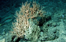 Madrepora oculata, 823 m St. Augustine Pinnacle, South Atlantic Bight.

Photograph courtesy of S. Brooke et al., NOAA-OE, HBOI. Identification by S. Brooke.