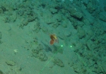 Cyttopsis rosea, 407 m West Florida Escarpment, Gulf of Mexico.

Photograph courtesy of NOAA-Pelagic Research Services. Identification from photograph by S. Harter.