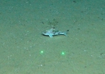 Synagrops sp., 405 m West Florida Escarpment, Gulf of Mexico.

Photograph courtesy of NOAA-Pelagic Research Services. Identification from photograph by S. Harter.