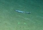 Galeus sp., 524 m West Florida Escarpment, Gulf of Mexico.

Photograph courtesy of NOAA-Pelagic Research Services. Identification from photograph by S. Harter.