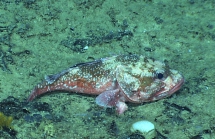 Trachyscorpia cristulata, 553 m Gulf of Mexico.

Image courtesy of NOAA Okeanos Explorer Program, Gulf of Mexico 2014 Expedition.