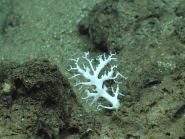 Stylaster sp., 574 m Gulf of Mexico.

Image courtesy of NOAA Okeanos Explorer Program, Gulf of Mexico 2014 Expedition.