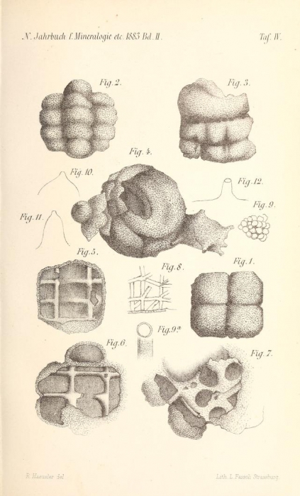 Thuramminopsis canaliculata Häusler, 1883 Thuramminopsis canaliculata Häusler, 1883
