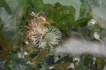Bugula simplex kolonie