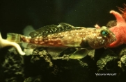 Trematomus pennellii, author: Victoria Metcalf
