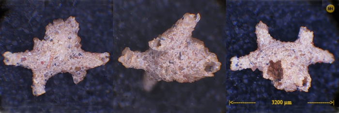 Astrorhiza limicola Astrorhiza limicola