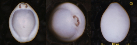 Pyrgo williamsoni, author: Hesemann, Michael