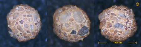 Psammosphaera fusca, author: Hesemann, Michael