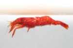 Decapoda