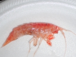 Amphipoda