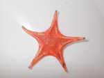 Echinoderms