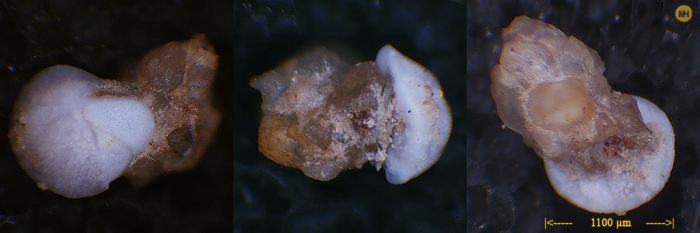 Cibicides refulgens Cibicides refulgens