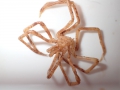 Boreonymphon abyssorum